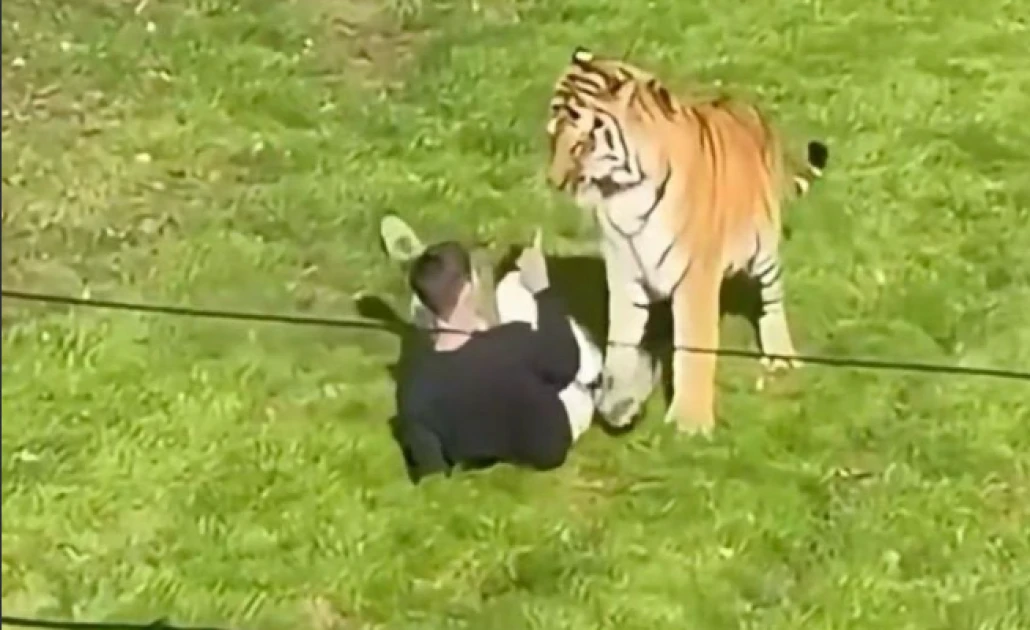 Man Dies After Tiger Attack at UK Wildlife Park, Police Confirm