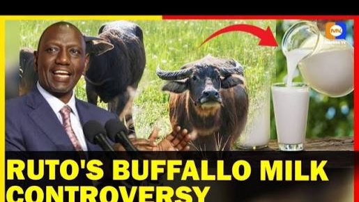 RUTO PROPOSES BUFFALO FARMING TO ADDRESS KENYA’S MILK SHORTAGE