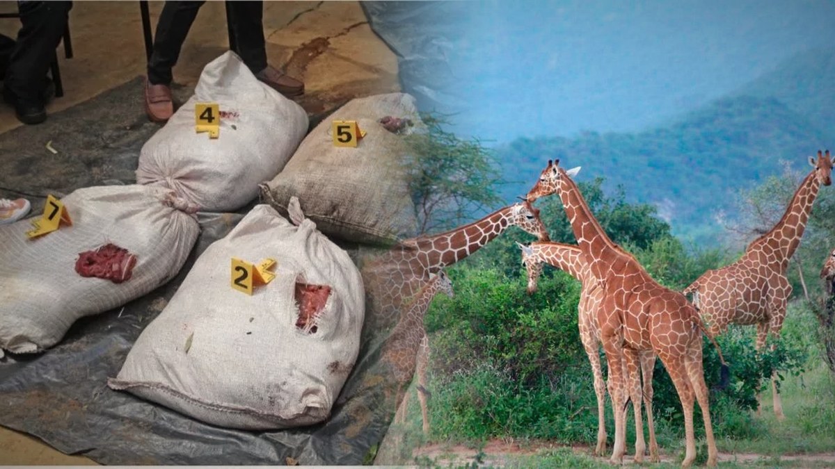 Bushmeat trade kills over 300,000 wild animals a year in Kenya-Tanzania borderlands as KWS targets motorbike couriers