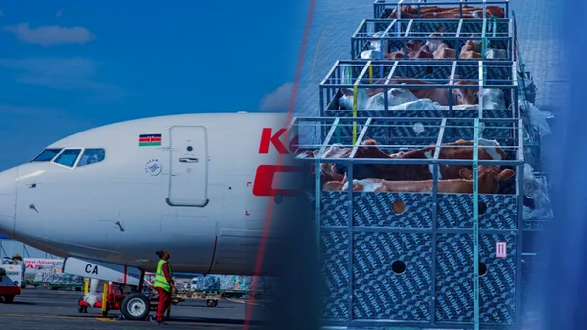 Kenya Airways flies over 50 cows to Lagos in its first livestock shipment to Nigeria