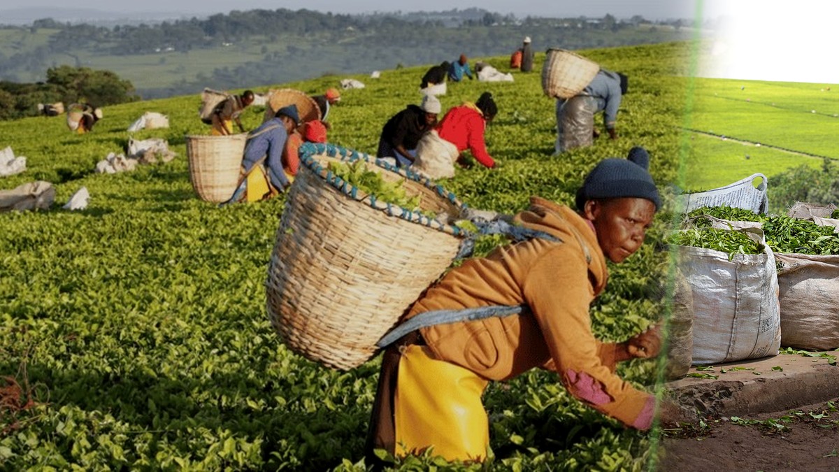 Tea Board stops collecting 0.8% export levy after Machakos court suspends new tea rules