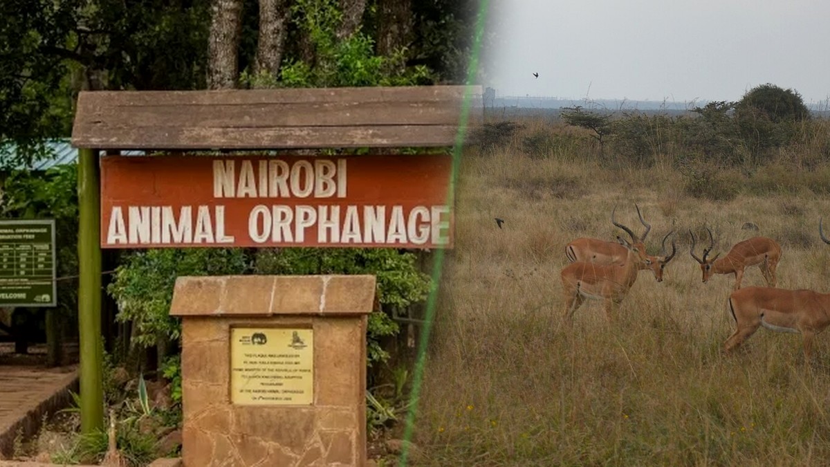 Court stops KWS car park at Nairobi Animal Orphanage, bars any work that could destroy the park