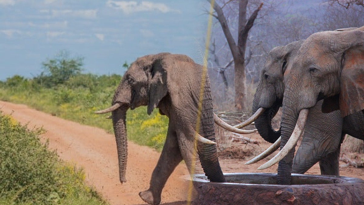Elephants kill herder in Ganze and 72-year-old man in Kasigau as Coast human-wildlife conflict claims two lives