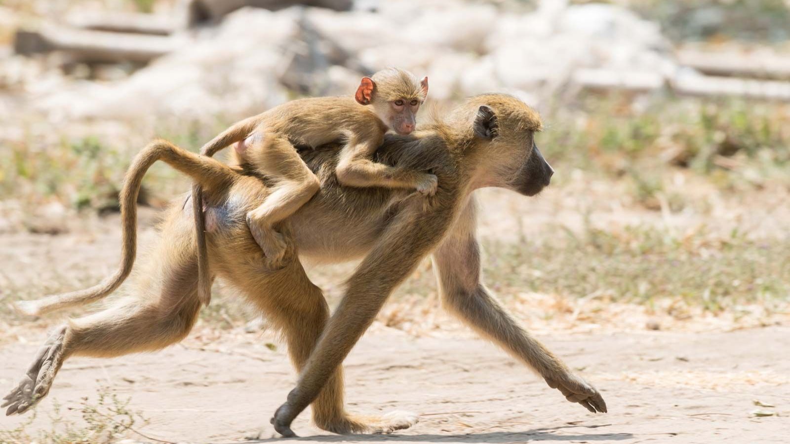 Baboon Invasion Sparks Fear as Kisumu Villagers Lose Crops and Face Attacks