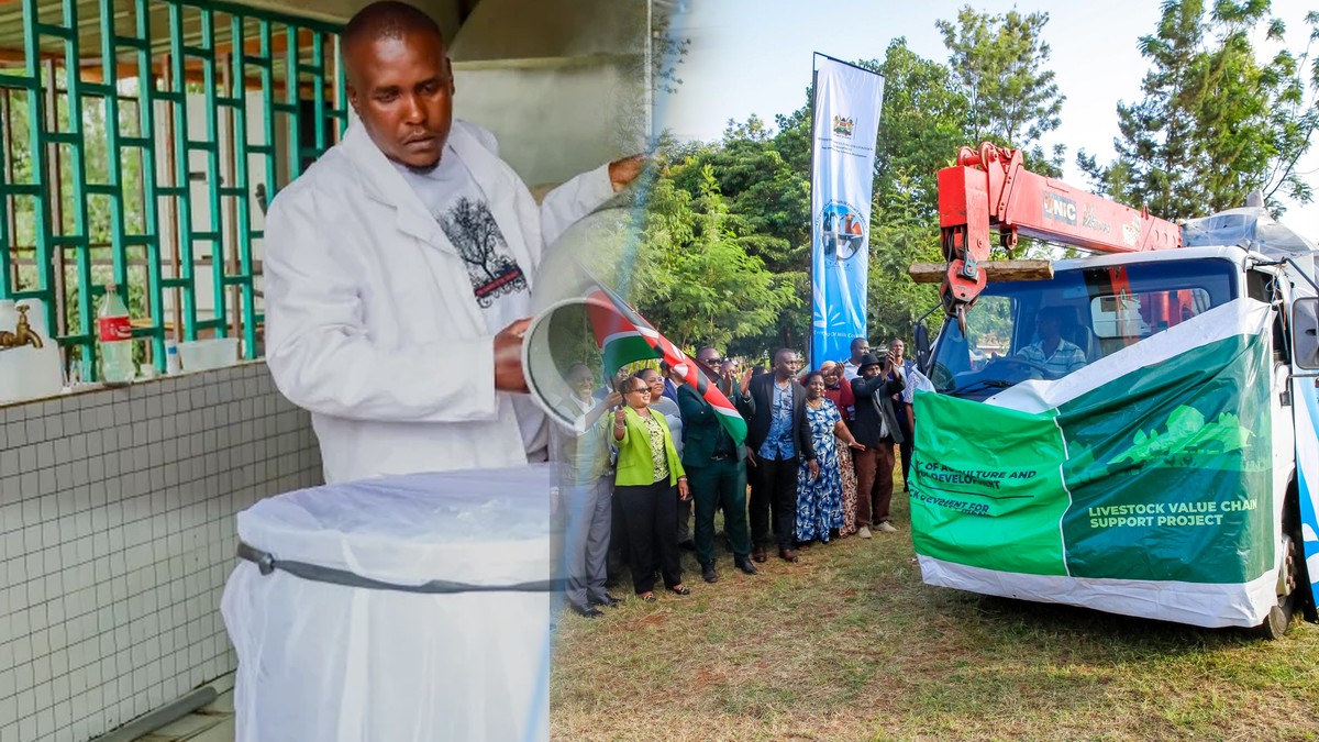 Kirinyaga's 29 milk coolers push storage past 70,000 litres as dairy co-ops double members and cut power bills